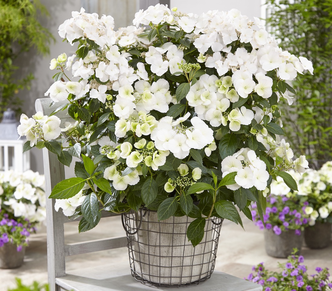 Runaway Bride is de nieuwste Hortensia