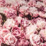 5 bloemen voor je tuin die je humeur zullen stimuleren