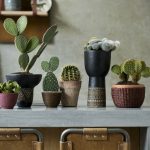 Cactus: Woonplant van de maand augustus 2020