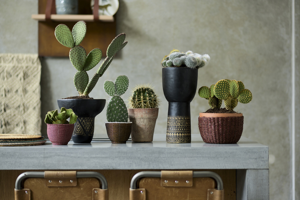 Cactus: Woonplant van de maand augustus 2020