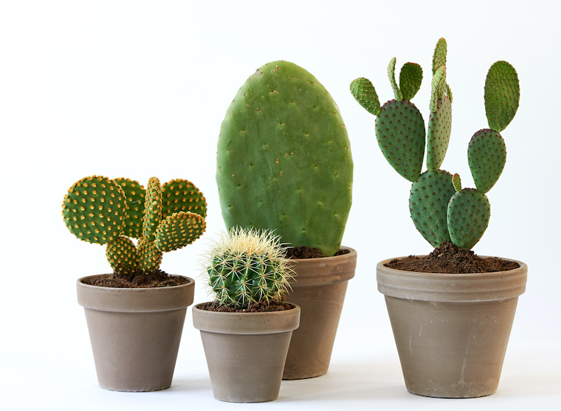 cactus stylen