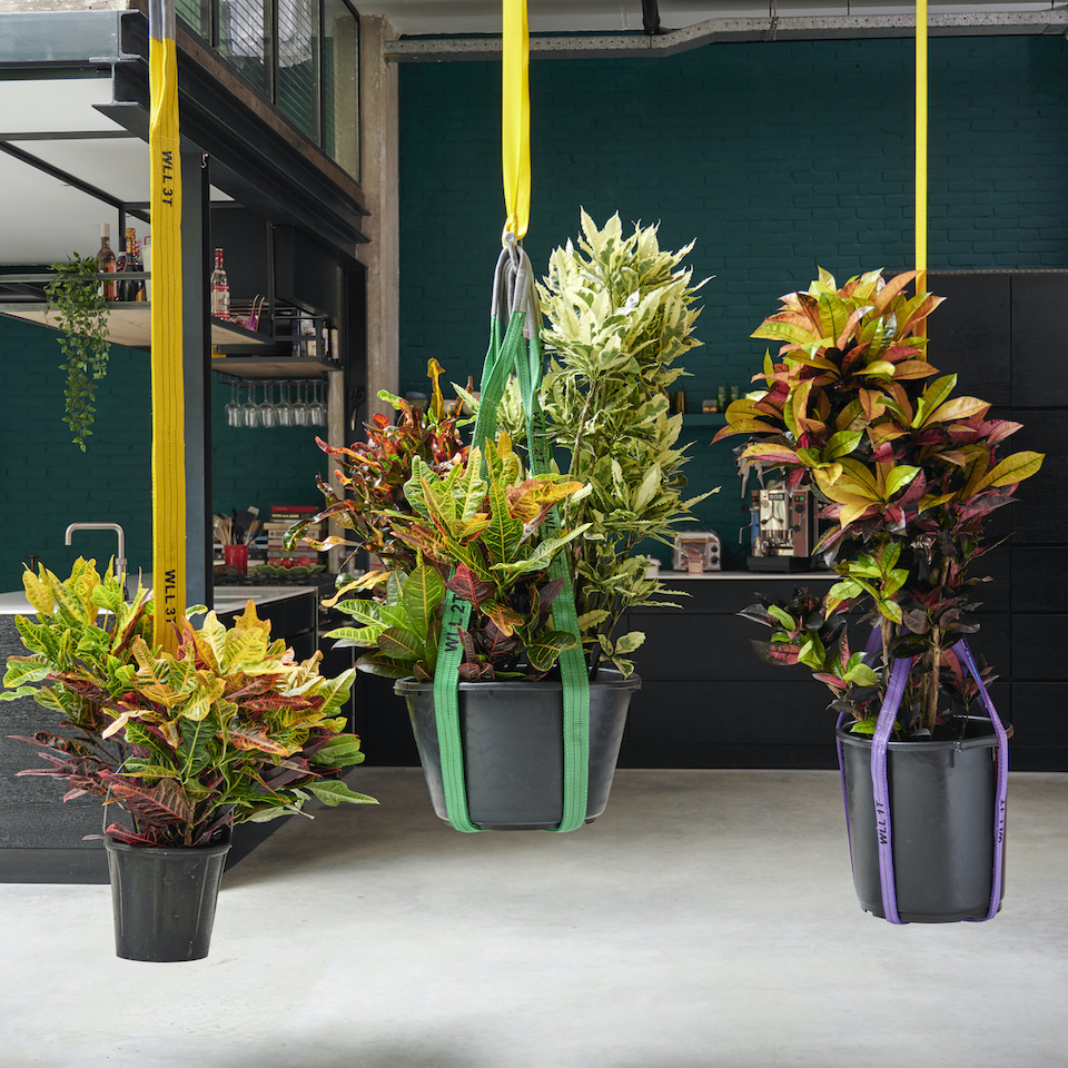 croton