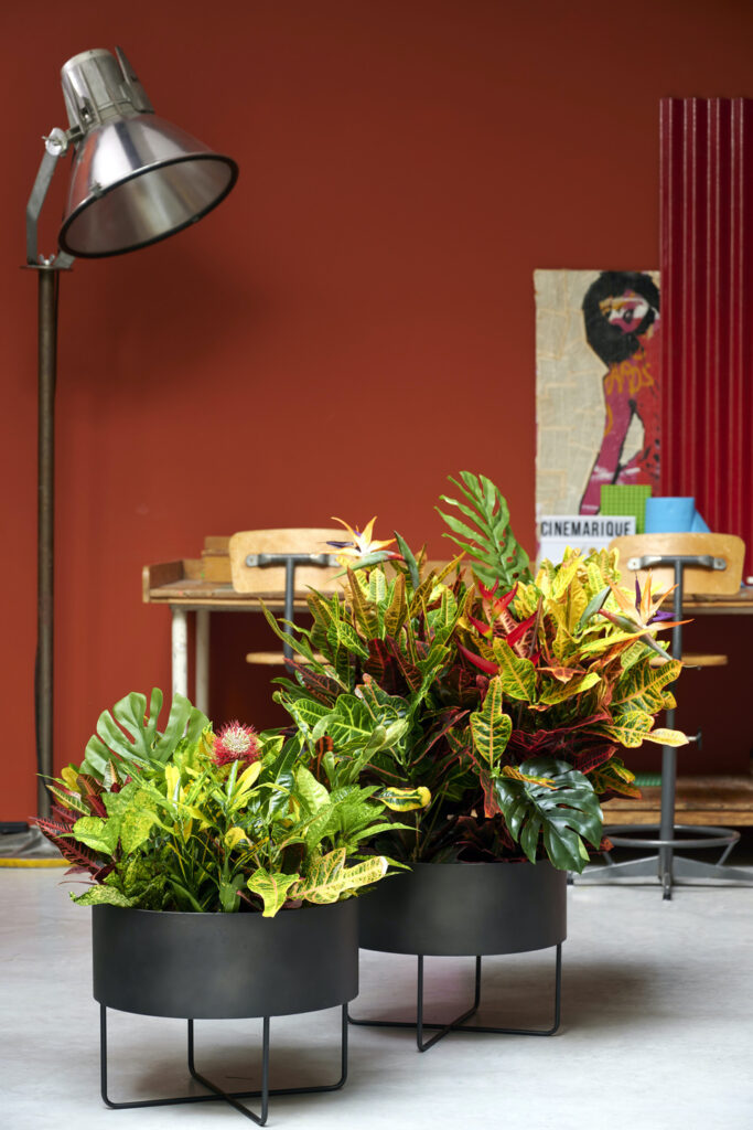 croton