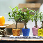 Croton: woonplant van de maand oktober 2020