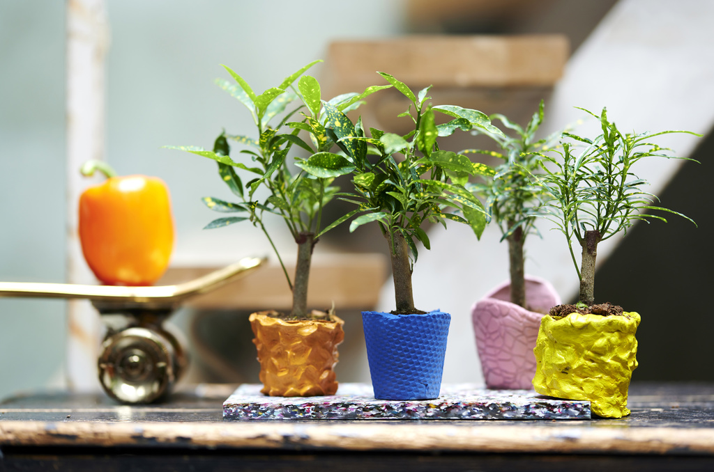 Croton: woonplant van de maand oktober 2020