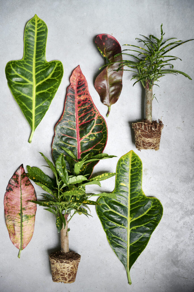 croton