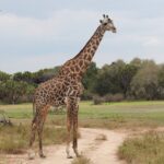 3 Tips voor een Safari in Afrika