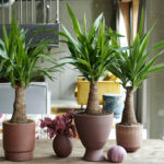 Yucca: woonplant van de maand december 2020