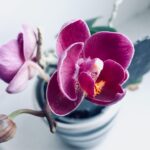 Kamerplanten: drijvende kracht voor een gezonde en ontspannen omgeving