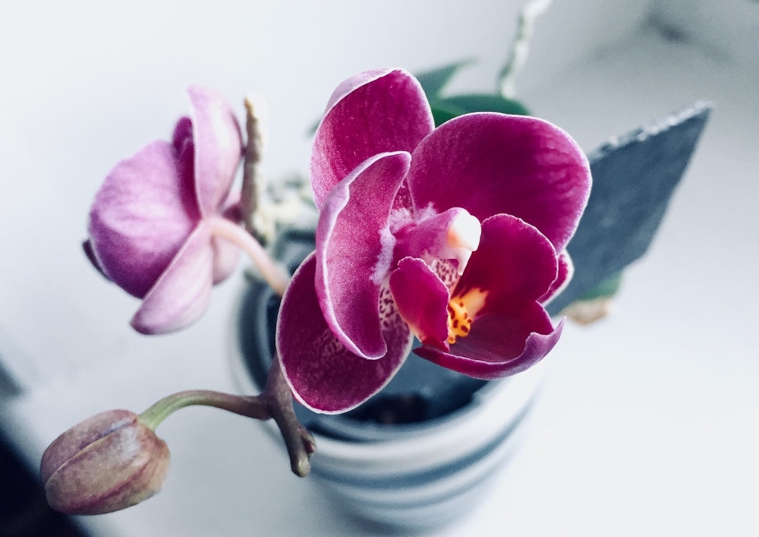 Kamerplanten: drijvende kracht voor een gezonde en ontspannen omgeving
