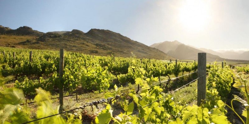 Cape Winelands