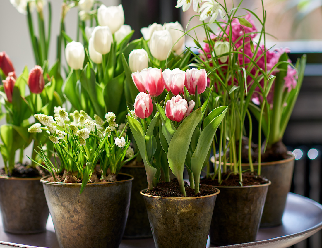 Fris je interieur op met de diverse tulp