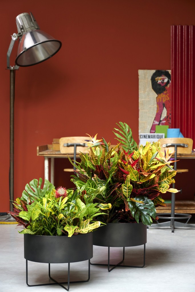 plantenstandaard