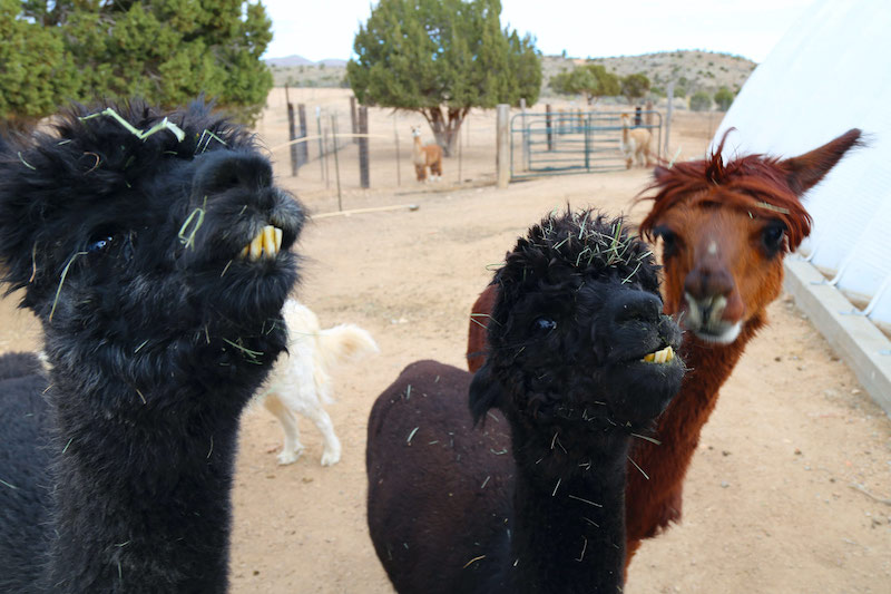 Alpacas of the Southwest