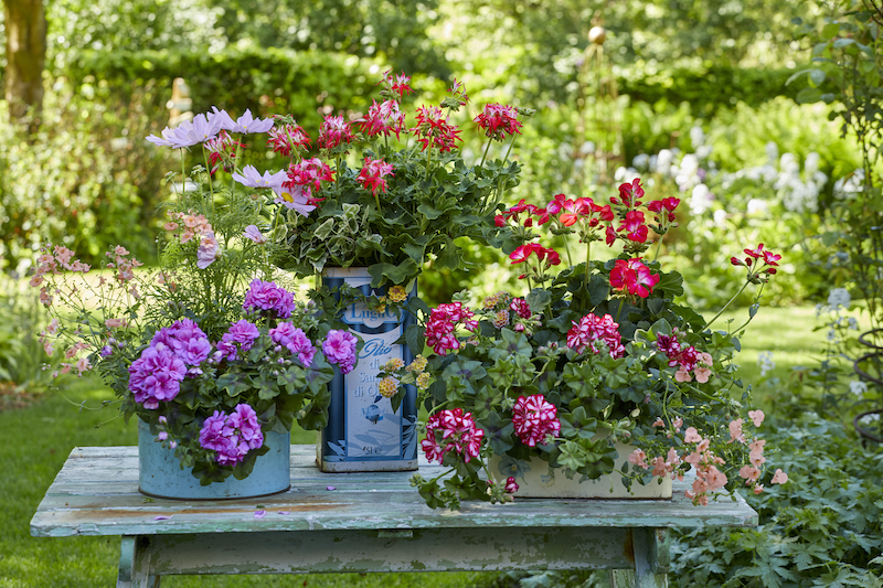 geraniums
