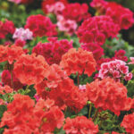 Bijna geraniumtijd: tips voor de perfecte start van het plantseizoen