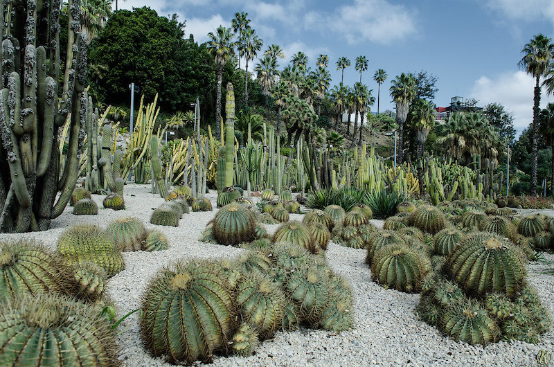 Jardin de Cactus de Mossèn Costa I Llobera