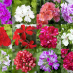Tien verrassende feiten over geraniums
