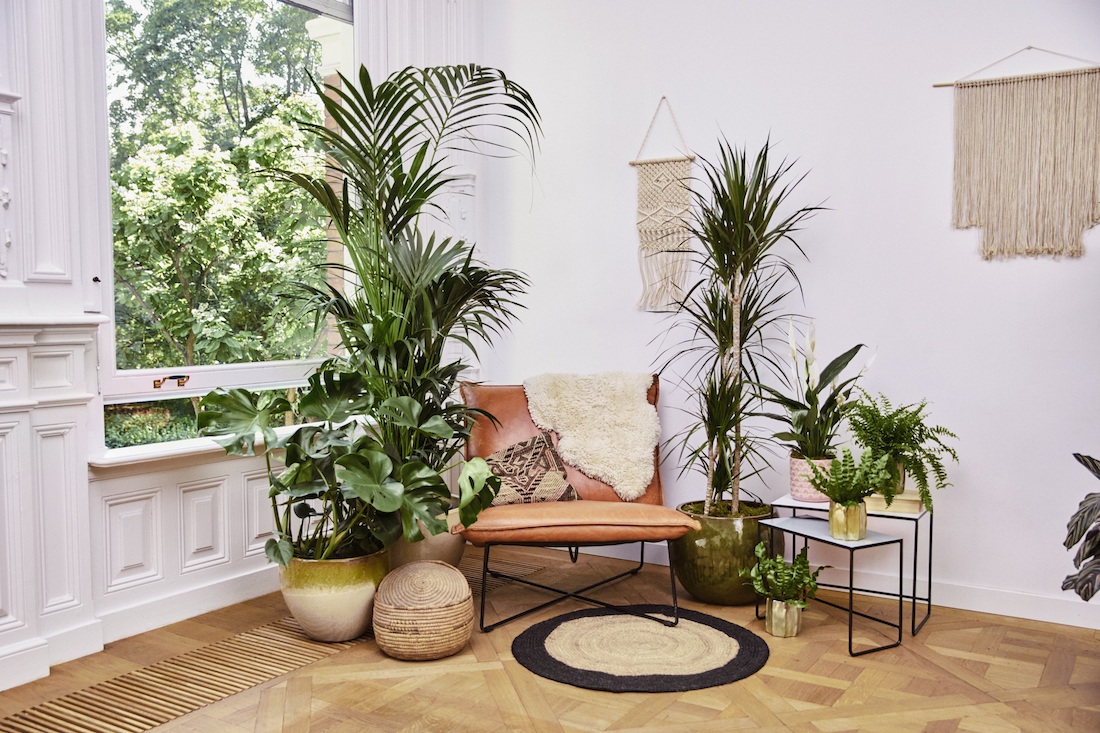Zo creëer je een indoor jungle met verschillende kamerplanten