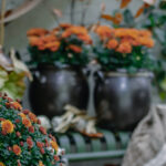 Planten: favorieten van de nazomer