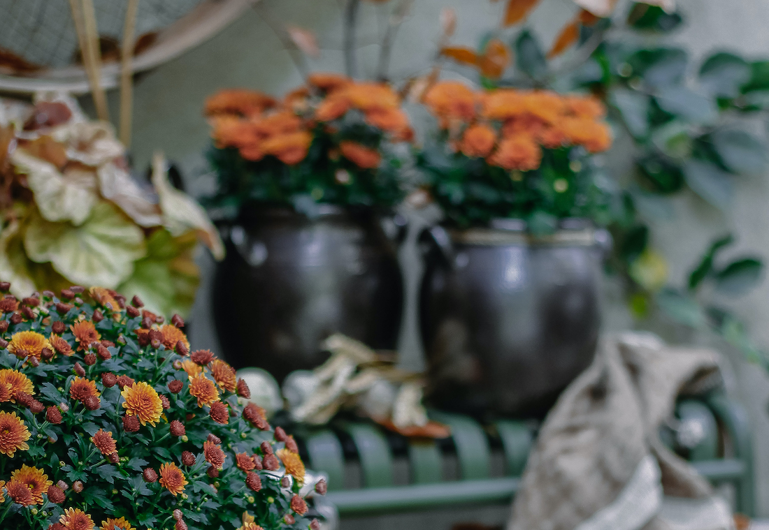 Planten: favorieten van de nazomer