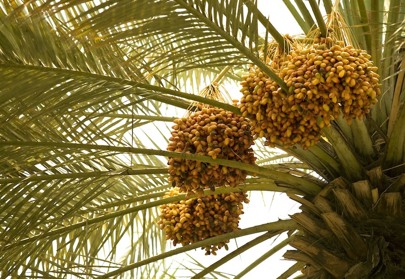Reisinspiratie: het dadel paradijs Abu Dhabi