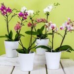 Orchideeën: indrukwekkende kleuren betoveren de winterdagen