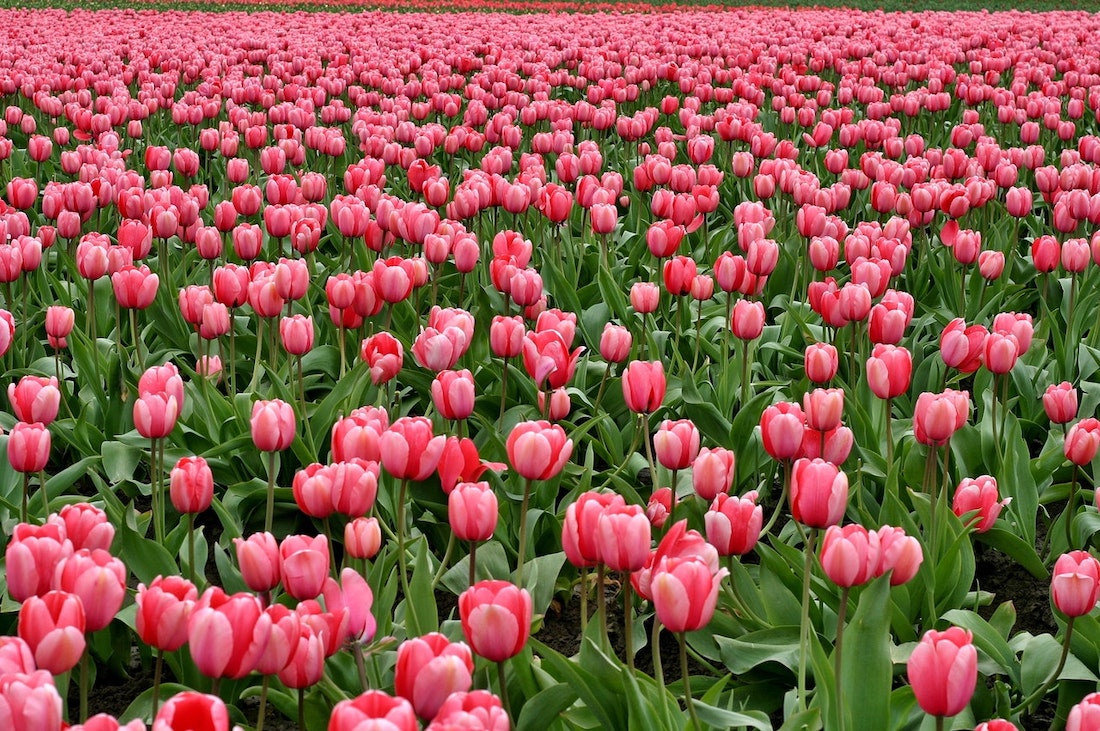 Tips voor mooie boeketten voor Tulpendag