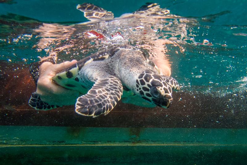 schildpadden Khao Lak