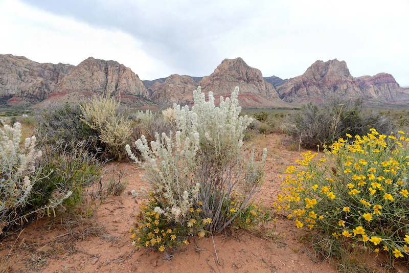 Red Rock Canyon