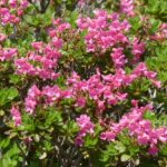 Spring de lente in met deze tuintips!