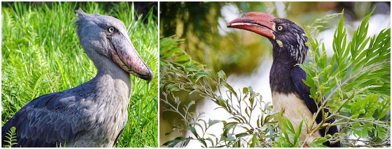 Oeganda vogels