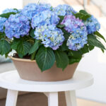 Het is zover: de hortensia is er weer