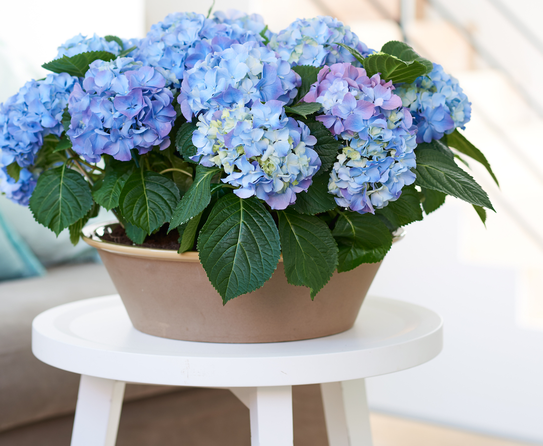 Het is zover: de hortensia is er weer