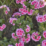 Geraniums - niet alleen in potten