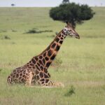 Vijf redenen waarom Oeganda je verrassende Afrikaanse safari zou moeten zijn
