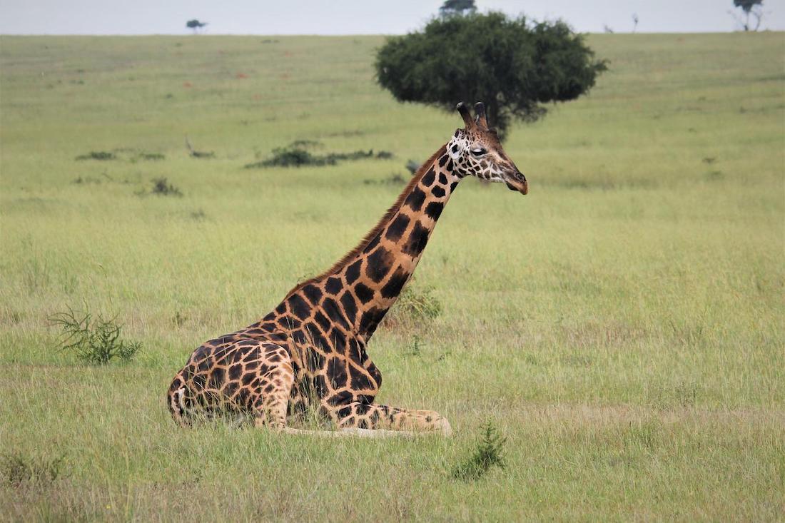 Vijf redenen waarom Oeganda je verrassende Afrikaanse safari zou moeten zijn