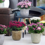 Laat je huis bloeien met chrysanten