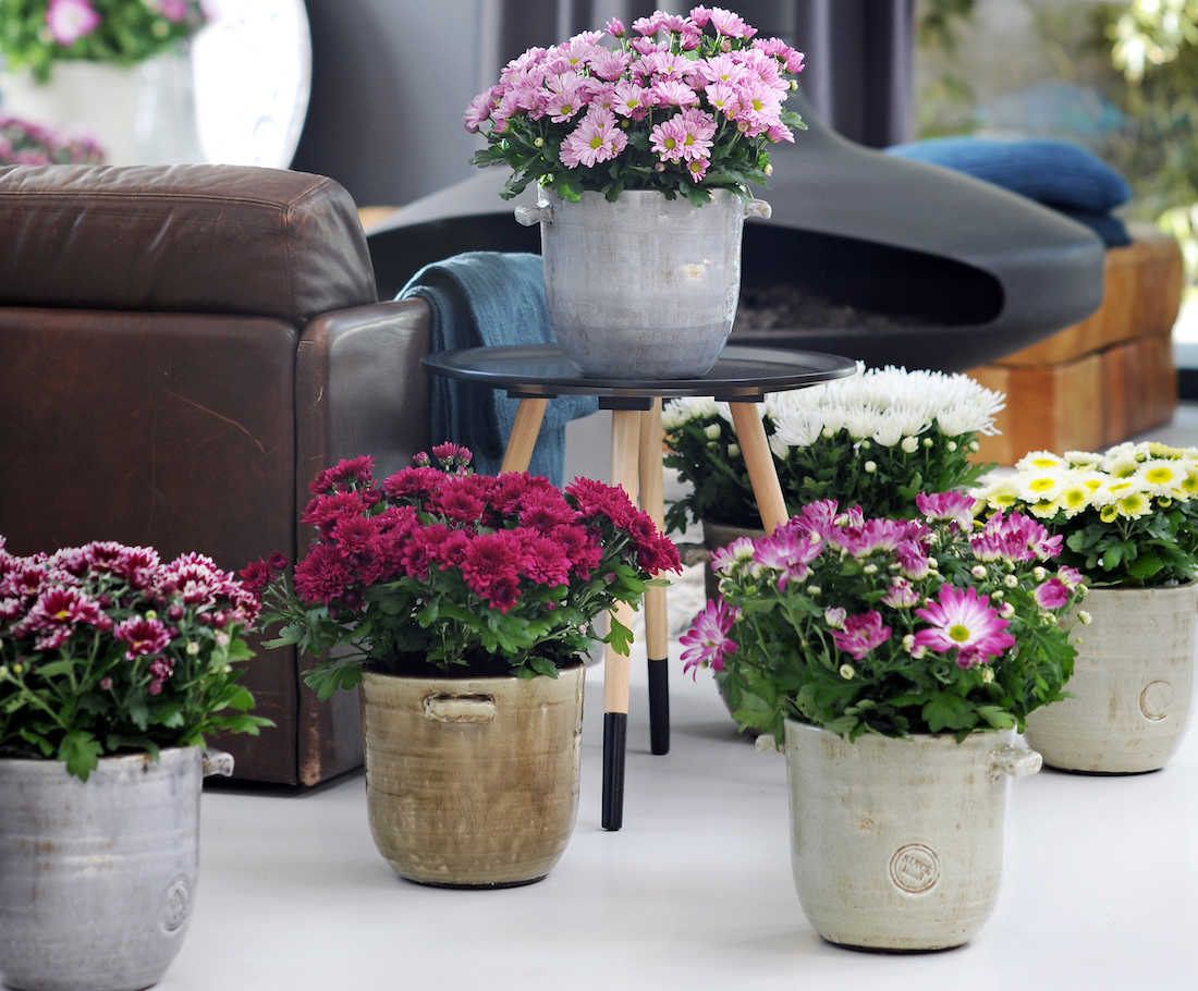 Laat je huis bloeien met chrysanten