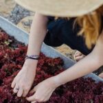 Hoe krijg je sterke planten en succes in de moestuin?