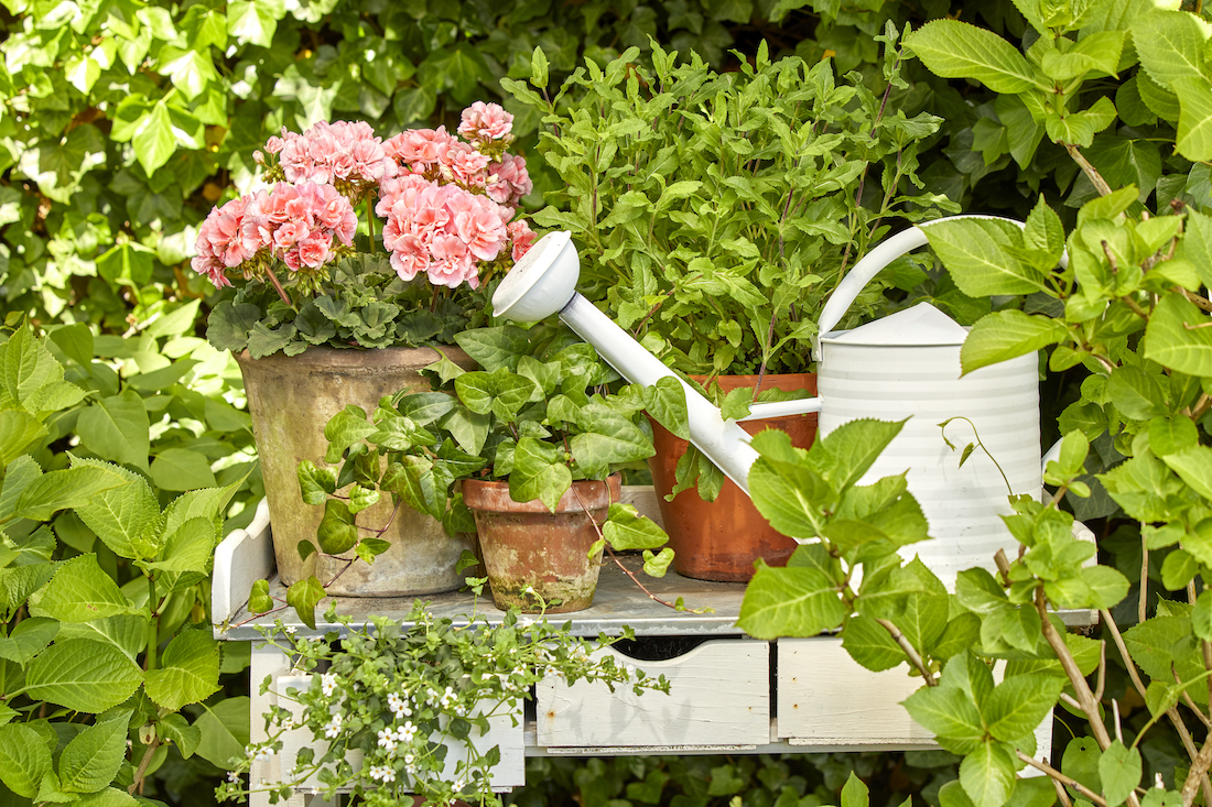 7 tips om je geraniums te helpen in de zomerhitte