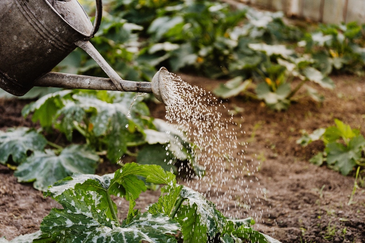 Op vakantie: zo zorg je ervoor dat de tuin overleeft
