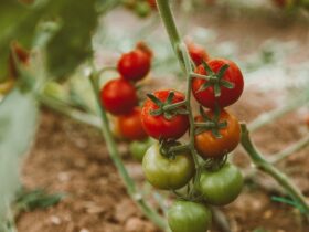 Zo plant je tomaten in je tuin of pot