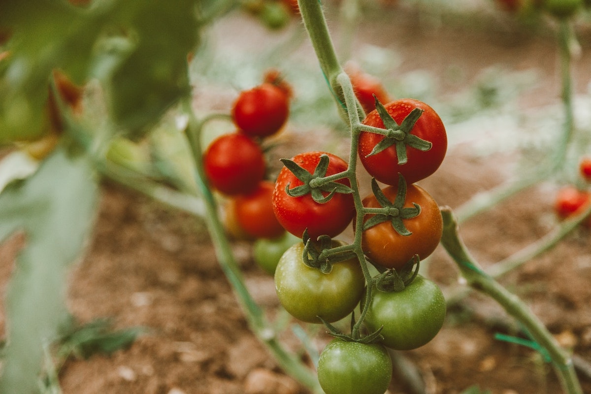 Zo plant je tomaten in je tuin of pot