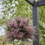 Dit is de plant die dit najaar garant staat voor een frisse en spannende entree