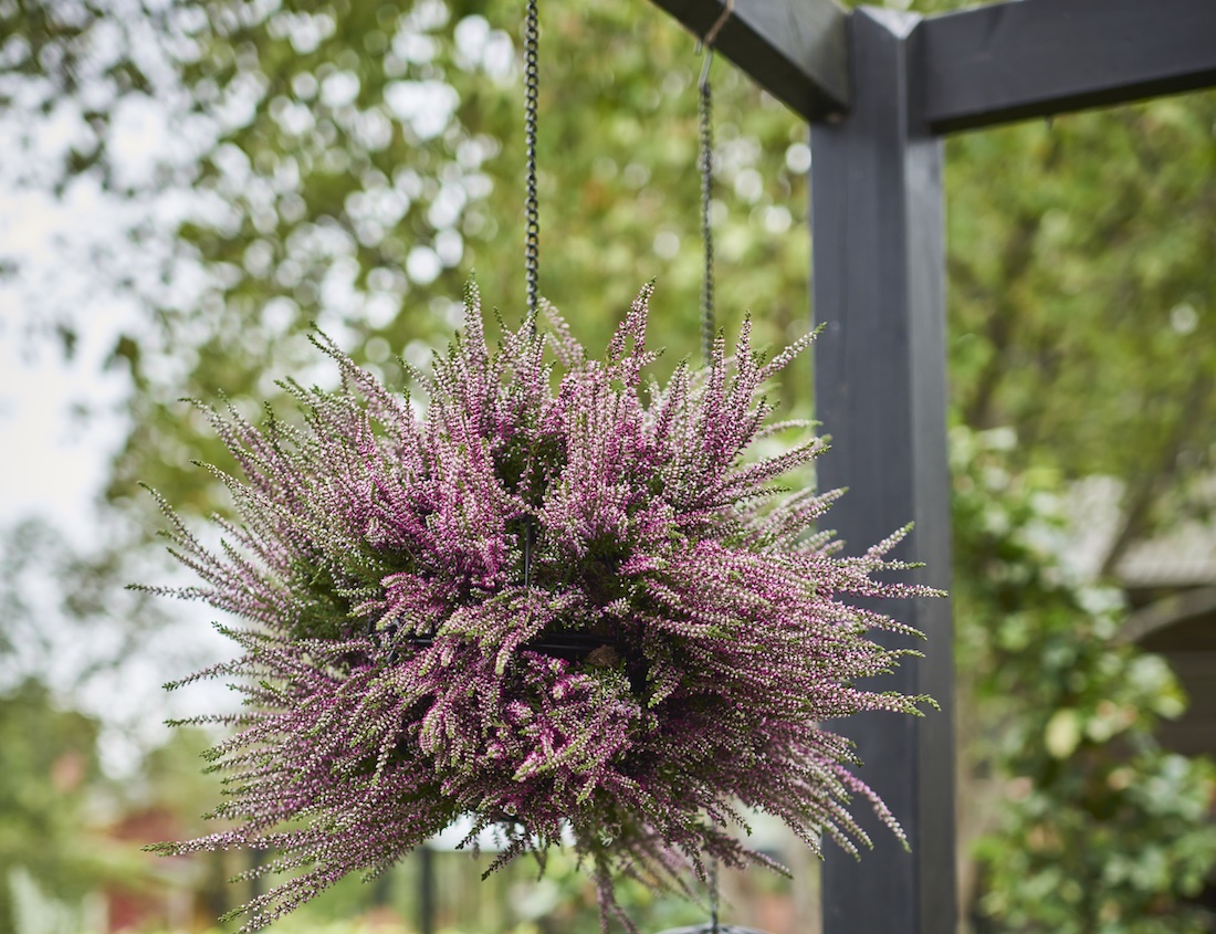 Dit is de plant die dit najaar garant staat voor een frisse en spannende entree