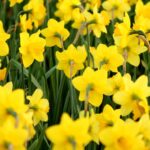 De beste voorjaarsbloeiende bloembollen om nu te planten