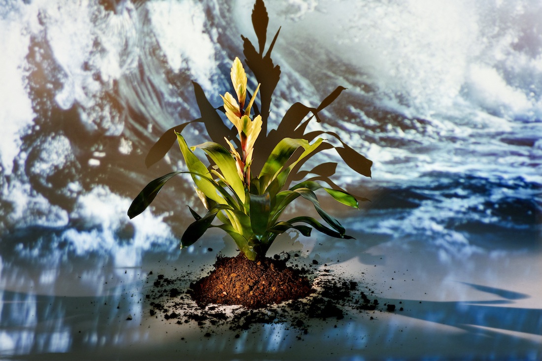 De bromelia - ontspannen het winterseizoen in