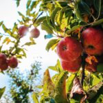 10 verschillende manieren om dit seizoen van de appel te genieten