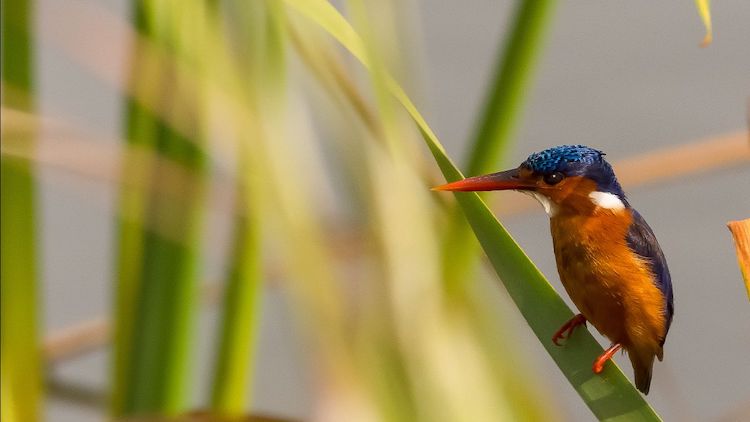 vogelsoorten Gambia